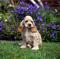 Picture of american cocker spaniel puppy looking sad