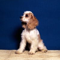 Picture of american cocker spaniel puppy sitting indoors