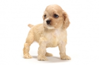 Picture of American Cocker Spaniel puppy in studio