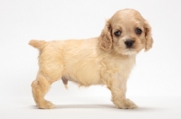 Picture of American Cocker Spaniel puppy on white background