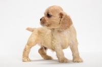 Picture of American Cocker Spaniel puppy looking away