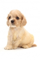 Picture of American Cocker Spaniel puppy