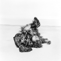 Picture of american cocker spaniel rolling