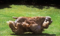 Picture of american cocker, spaniel, sh ch, am ch, can ch hu-marâ€™s hellzapoppin at sundust (carlos) trotting with coat flowing