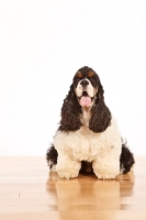 Picture of American Cocker Spaniel sitting on wooden floor