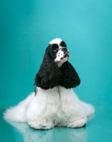 Picture of American Cocker Spaniel sitting on blue background