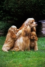 Picture of american cocker spaniel with two puppies