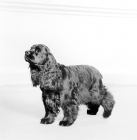 Picture of american cocker spaniel 