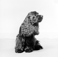 Picture of american cocker spaniel 