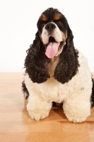 Picture of American Cocker Spaniel