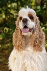 Picture of American Cocker Spaniel