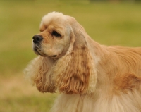 Picture of American Cocker Spaniel