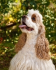 Picture of American Cocker Spaniel