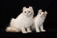 Picture of American Curl adult and kitten on black background