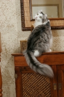 Picture of American Curl at home, back view