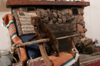 Picture of American Curl at home, on chair