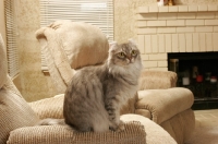 Picture of American Curl at home