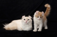 Picture of American Curl cat and kitten in studio