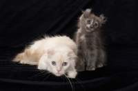 Picture of American Curl cat and kitten looking at camera