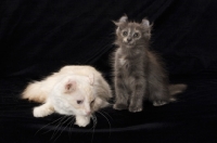 Picture of American Curl cat and kitten on black background