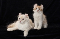 Picture of American Curl cat and kitten