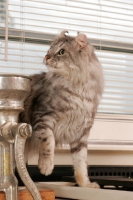 Picture of American Curl cat at home