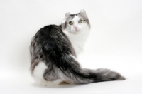 Picture of American Curl cat back view, silver mackerel tabby & white colour