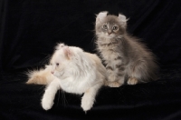 Picture of American Curl cat, different ages