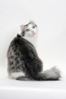 Picture of American Curl cat looking back, silver mackerel tabby & white colour