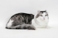 Picture of American Curl cat lying down, silver mackerel tabby & white colour
