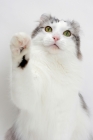 Picture of American Curl cat one leg up, silver mackerel tabby & white colour
