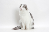 Picture of American Curl cat, silver mackerel tabby & white colour