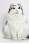 Picture of American Curl cat sitting on white background, silver mackerel tabby & white colour