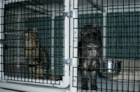 Picture of American Curl cats in cage