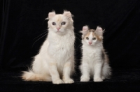 Picture of American Curl cats, kitten and adult
