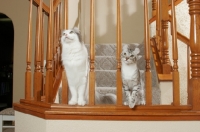 Picture of American Curl cats on staircase