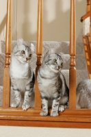 Picture of American Curl cats on staircase