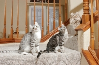 Picture of American Curl cats on stairs
