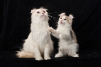 Picture of American Curl cats, one standing on hind legs