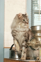 Picture of American Curl in kitchen worktop
