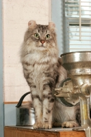 Picture of American Curl in kitchen