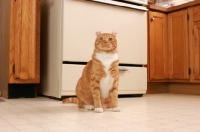 Picture of American Curl in kitchen