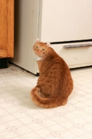 Picture of American Curl in kitchen