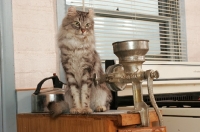 Picture of American Curl in kitchen