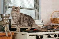 Picture of American Curl in kitchen