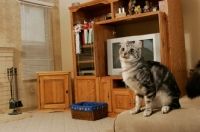 Picture of American Curl in living room