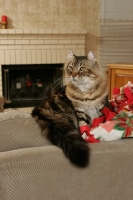 Picture of American Curl in lounge
