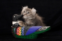 Picture of American Curl kitten and wooden duck