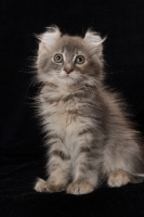 Picture of American Curl kitten on black background