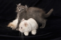 Picture of American Curl kitten standing over American Curl adult